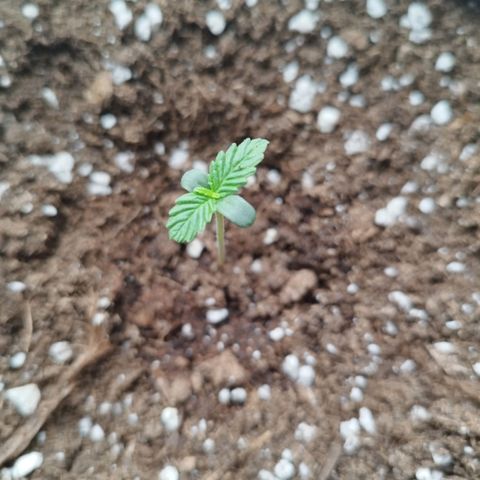 Auto Mac #1 growlog photo