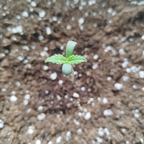 Auto Mac #1 growlog photo
