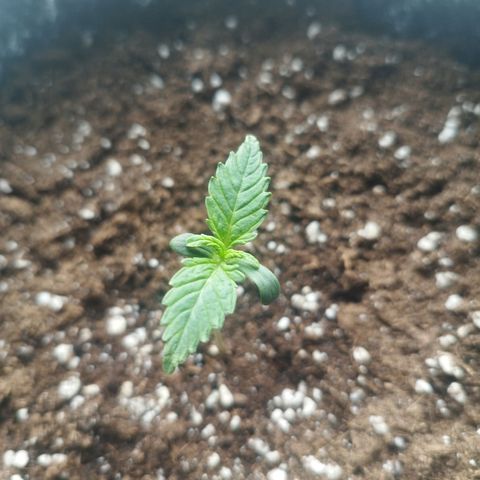 Auto Mac #1 growlog timeline photo