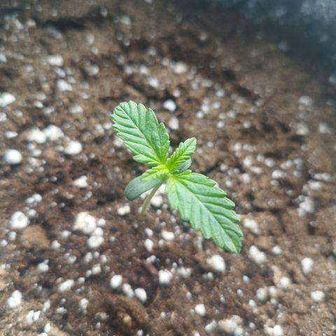 Auto Mac #1 growlog timeline photo