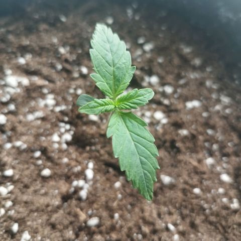 Auto Mac #1 growlog timeline photo