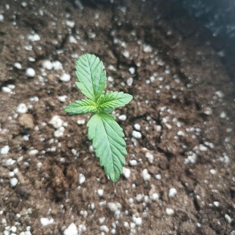 Auto Mac #1 growlog timeline photo