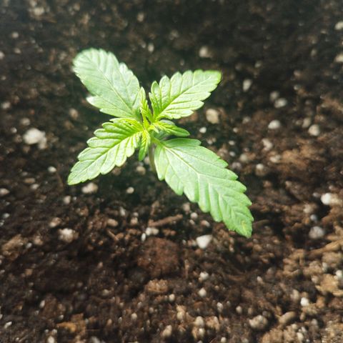 Auto Mac #1 growlog timeline photo