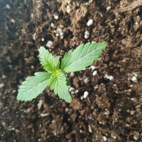 Auto Mac #1 growlog timeline photo