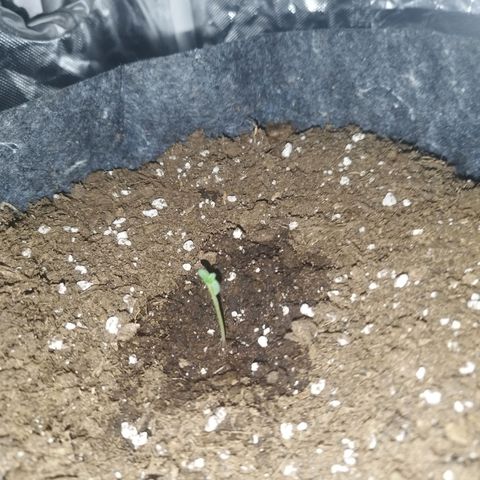 Auto Mac #1 growlog photo