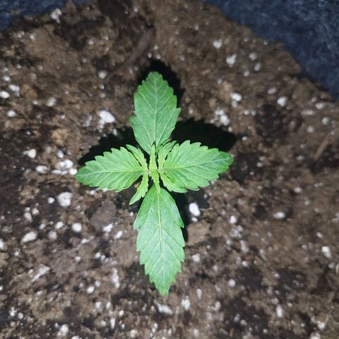 Auto Mac #1 growlog timeline photo