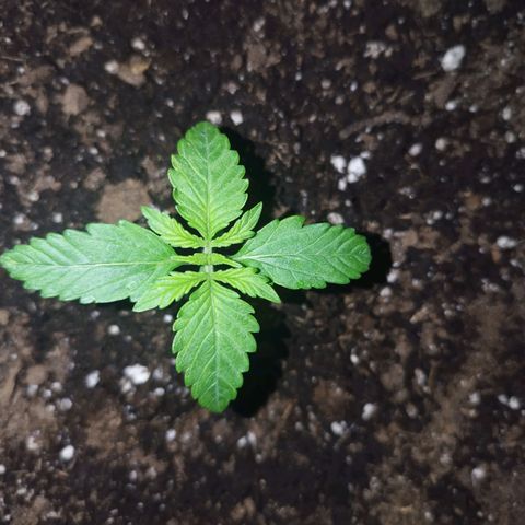 Auto Mac #1 growlog timeline photo