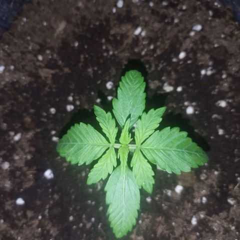 Auto Mac #1 growlog photo: Mit 295 PPFD sehr gut erholt