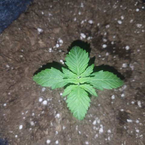 Auto Mac #1 growlog photo: Mit 295 PPFD sehr gut erholt