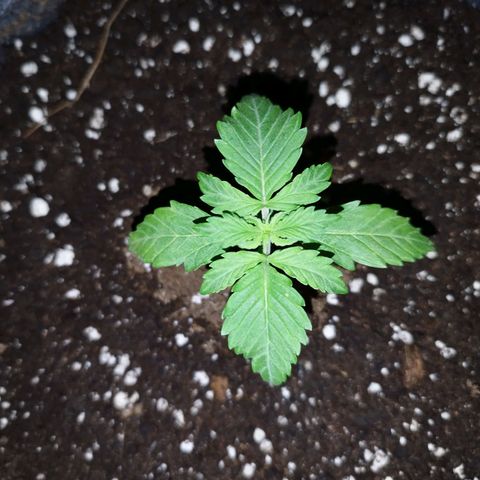 Auto Mac #1 growlog timeline photo
