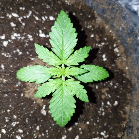 Auto Mac #1 growlog timeline photo