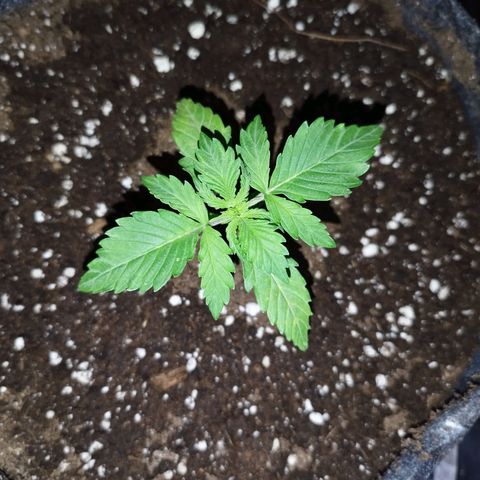Auto Mac #1 growlog timeline photo