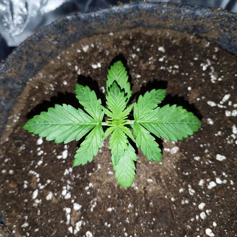 Auto Mac #1 growlog timeline photo