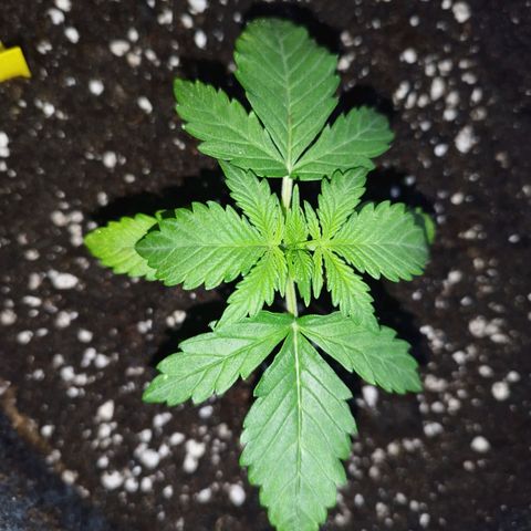 Auto Mac #1 growlog timeline photo