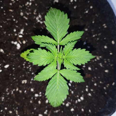 Auto Mac #1 growlog timeline photo