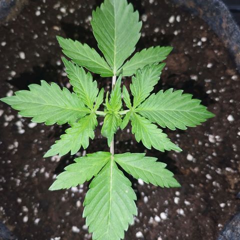 Auto Mac #1 growlog photo: Seitentriebe auch gut zu sehen