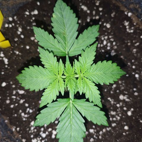 Auto Mac #1 growlog photo: Seitentriebe auch gut zu sehen