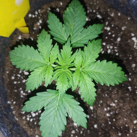 Auto Mac #1 growlog timeline photo