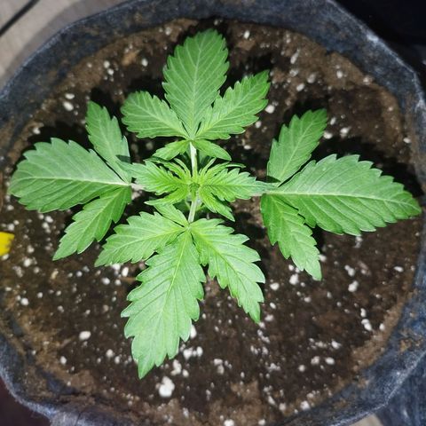 Auto Mac #1 growlog timeline photo