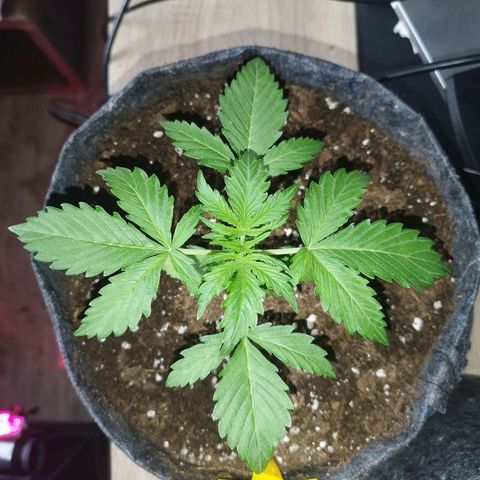 Auto Mac #1 growlog timeline photo