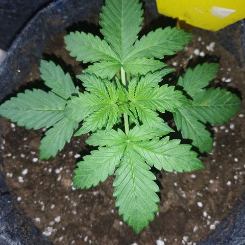 Auto Mac #1 growlog timeline photo