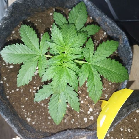 Auto Mac #1 growlog timeline photo