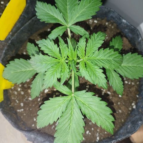 Auto Mac #1 growlog timeline photo