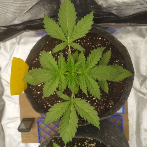 Auto Mac #1 growlog timeline photo
