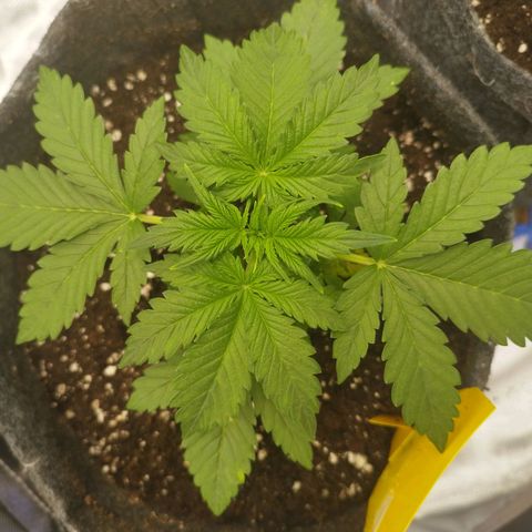 Auto Mac #1 growlog timeline photo