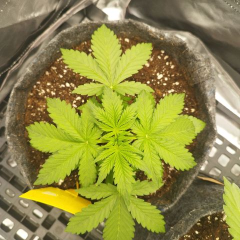 Auto Mac #1 growlog timeline photo