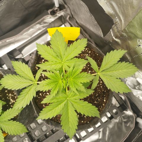 Auto Mac #1 growlog timeline photo
