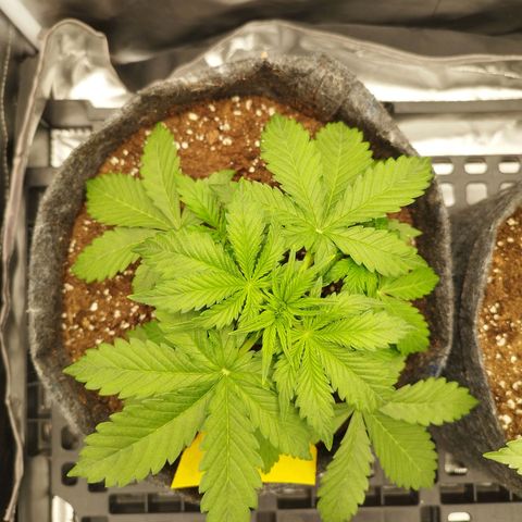 Auto Mac #1 growlog timeline photo