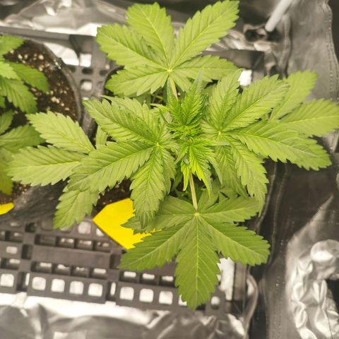 Auto Mac #1 growlog timeline photo
