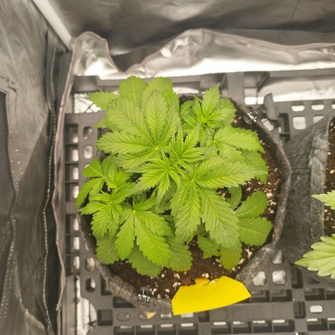 Auto Mac #1 growlog timeline photo
