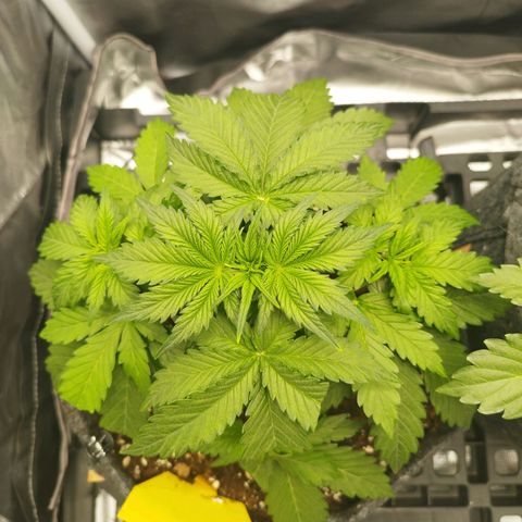 Auto Mac #1 growlog timeline photo