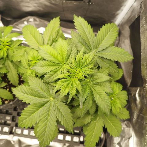 Auto Mac #1 growlog timeline photo