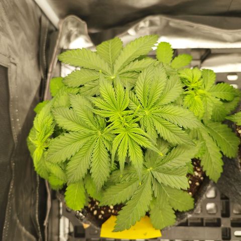 Auto Mac #1 growlog timeline photo