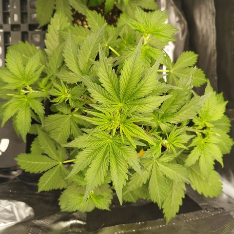 Auto Mac #1 growlog timeline photo
