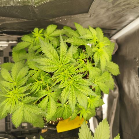 Auto Mac #1 growlog timeline photo