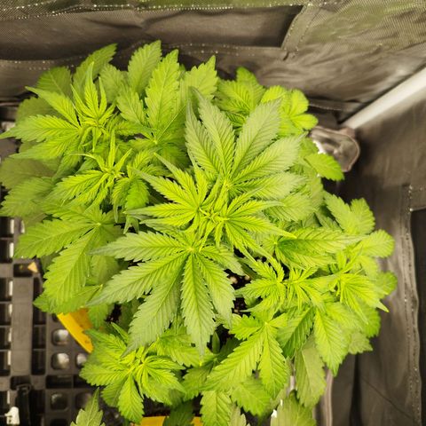 Auto Mac #1 growlog timeline photo