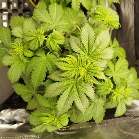 Auto Mac #1 growlog timeline photo