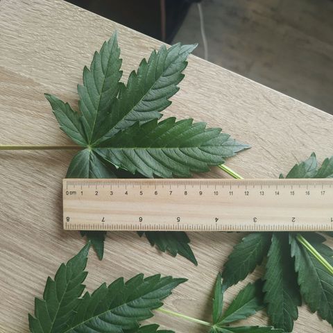 Auto Mac #1 growlog timeline photo