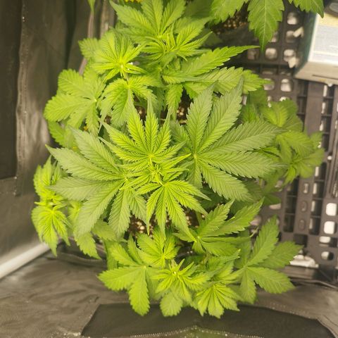 Auto Mac #1 growlog timeline photo