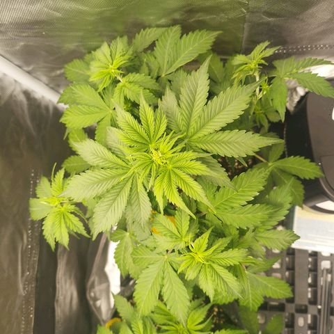 Auto Mac #1 growlog timeline photo