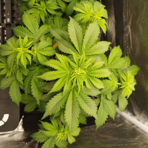 Auto Mac #1 growlog timeline photo