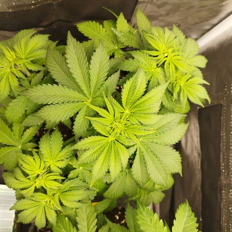 Auto Mac #1 growlog timeline photo