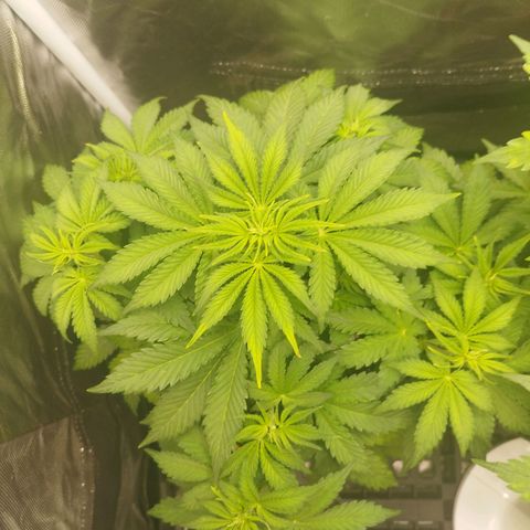 Auto Mac #1 growlog photo: Leichter Nährstoff Defizit 