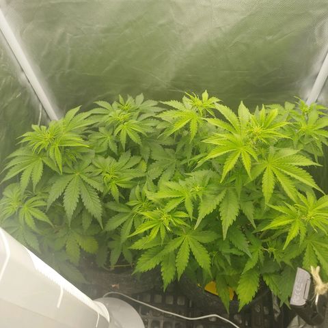 Auto Mac #1 growlog timeline photo