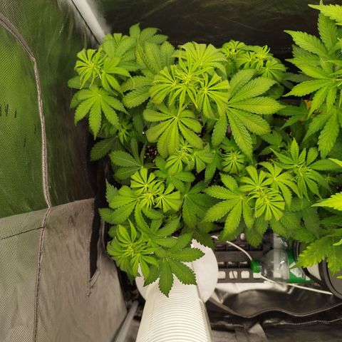 Auto Mac #1 growlog timeline photo