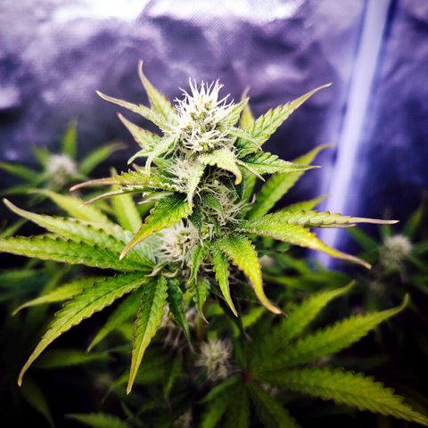 Auto Mac #1 growlog timeline photo
